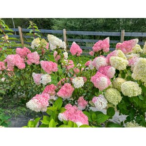 Hortenzia metlinatá (Hydrangea paniculata) ´VANILLE FRAISE´® - výška 20-30 cm, kont. C2L